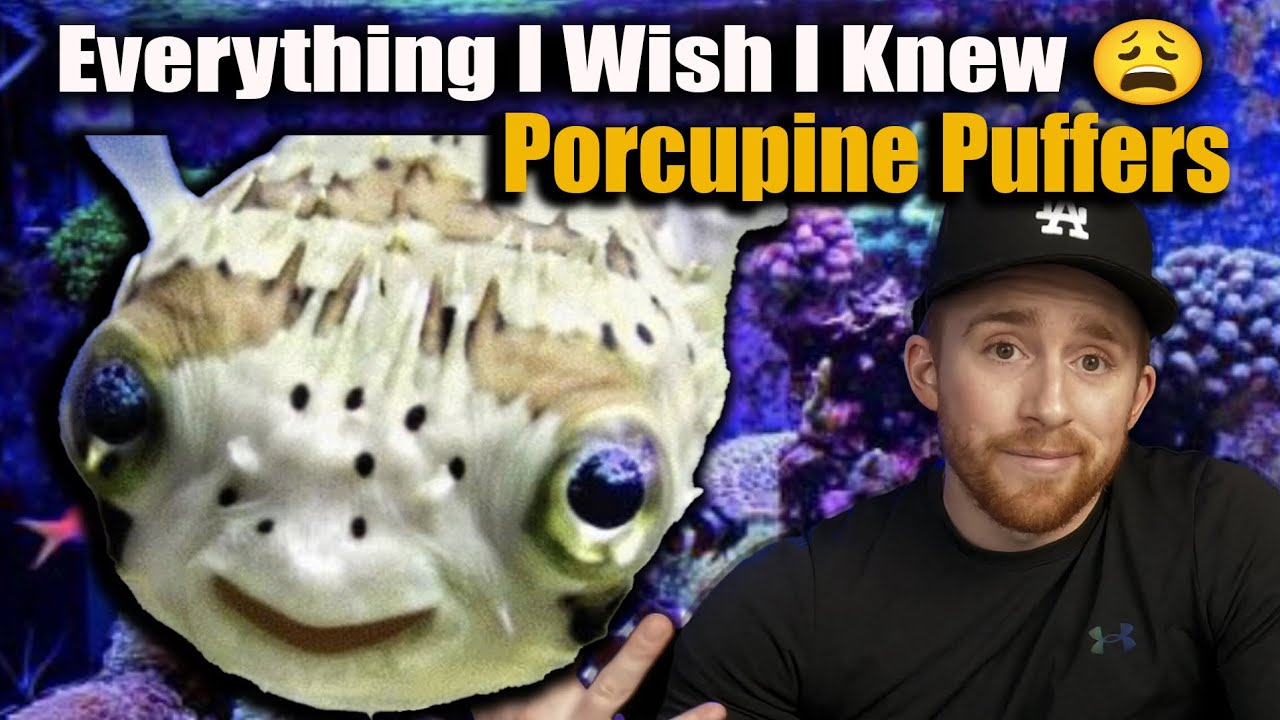How to Care for a Porcupine Puffer 🐡 : The Complete Guide