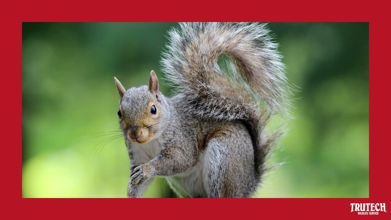 What Noises Do Squirrels Make? - Squirrel Sounds
