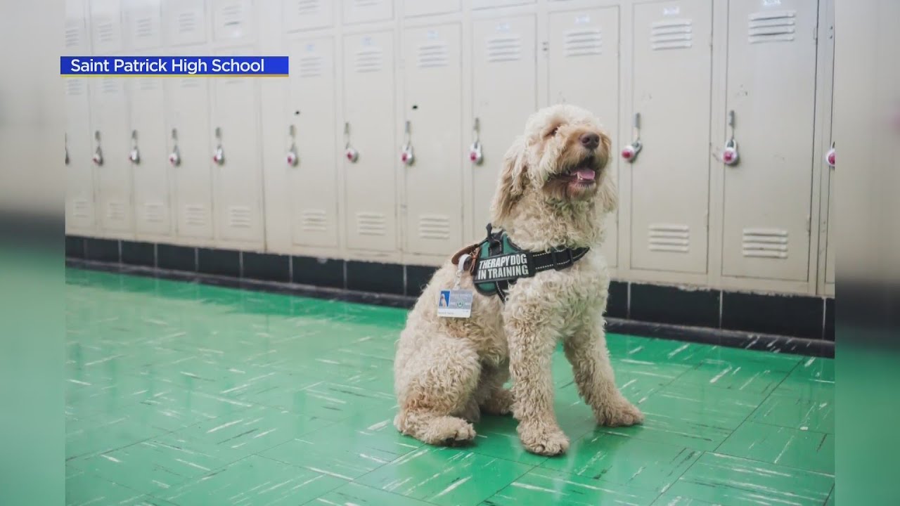 Belmont Cragin high school celebrates birthday of therapy dog