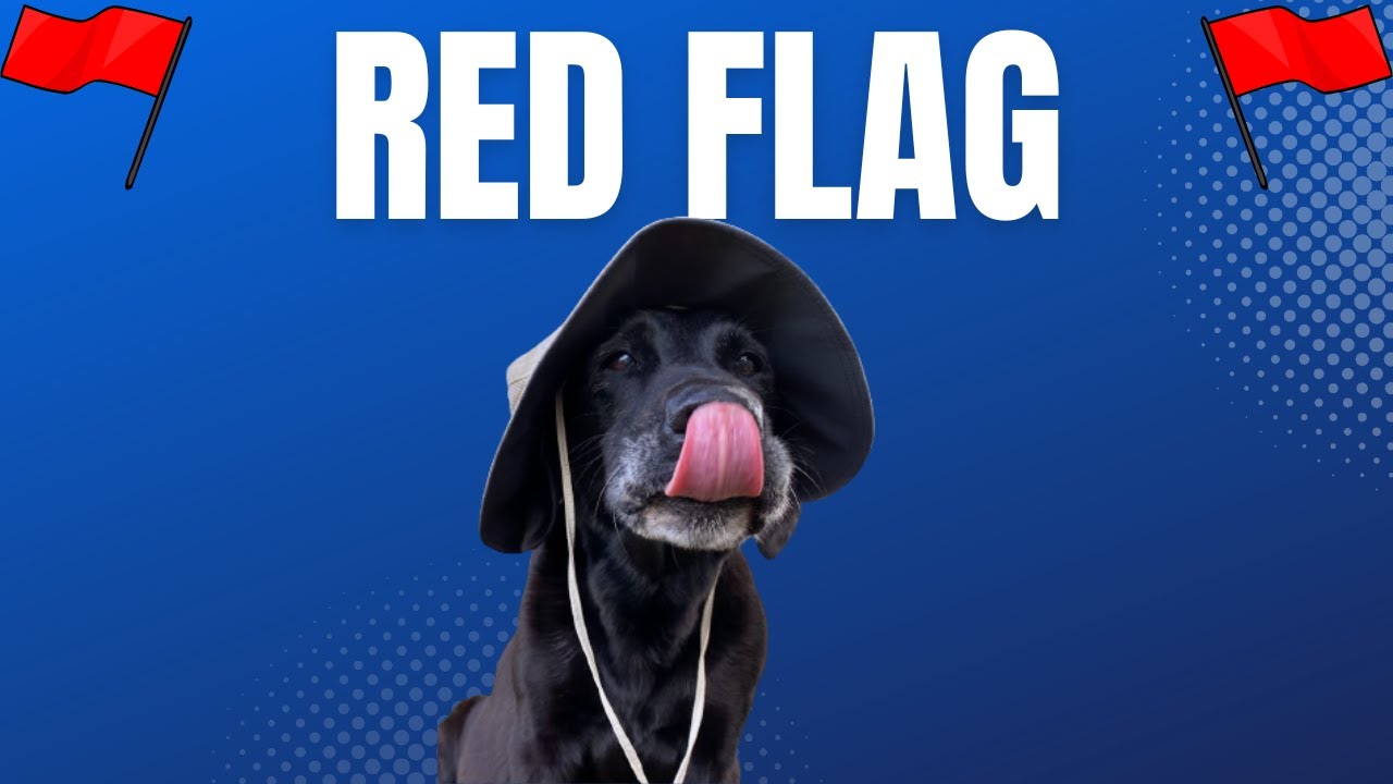 Here Is Why Your Dog Keeps Sneezing | The Reasons Why Dogs Keep Sneezing & What To Do