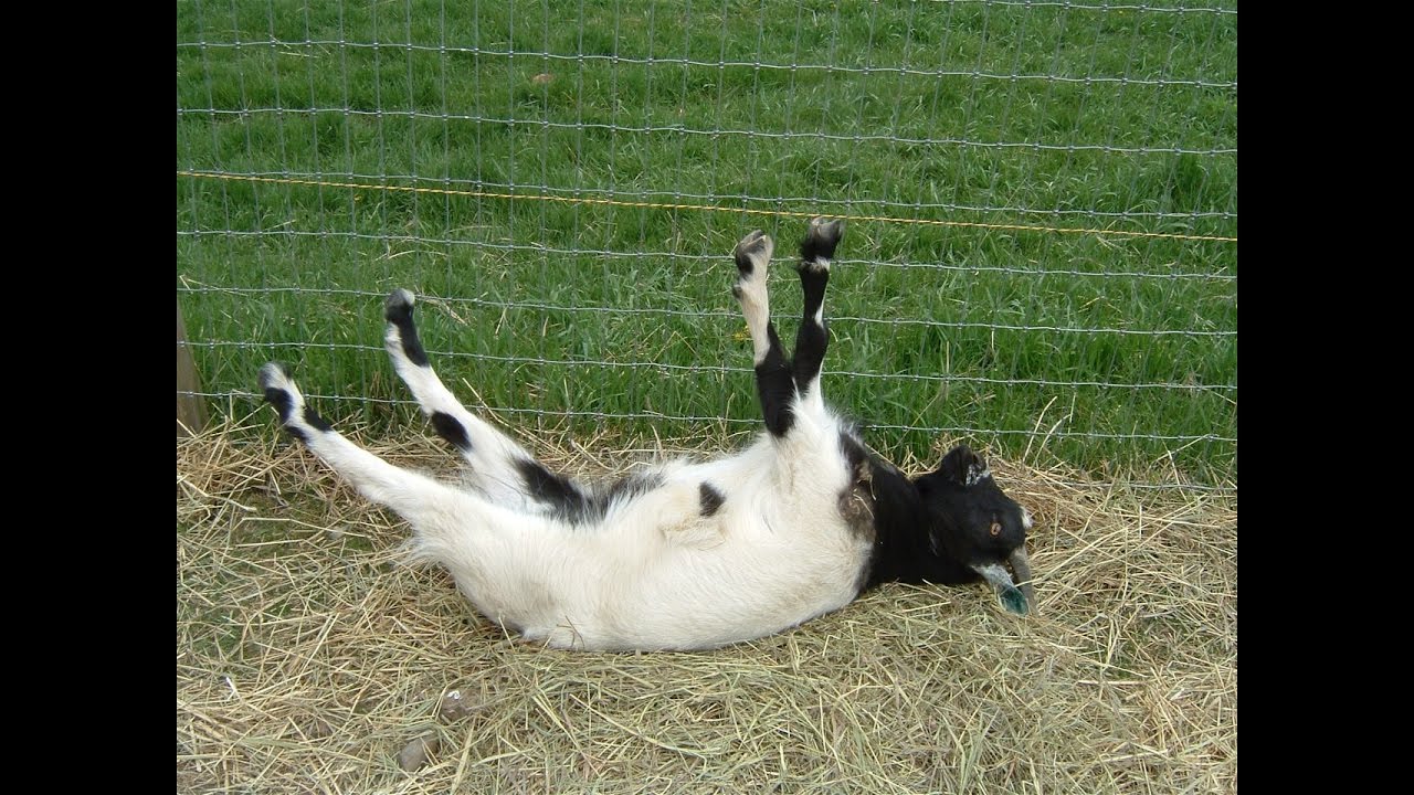 Best of Fainting Goats | EpicVirals | [HD]