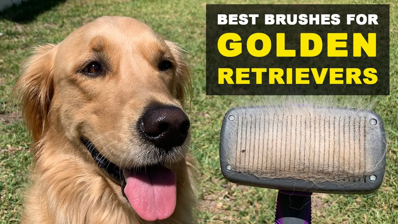 2 Best Brushes For Golden Retrievers That Shed A Lot