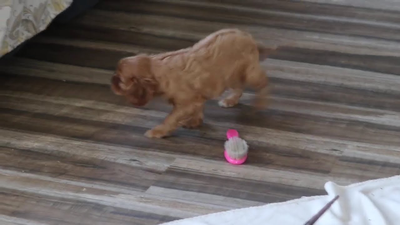 Cavalier King Charles Spaniel Puppy For Sale