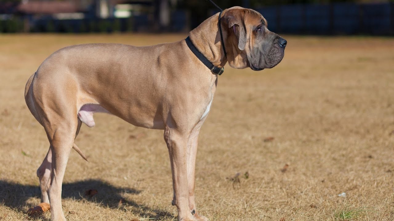 Are Great Danes good with kids?