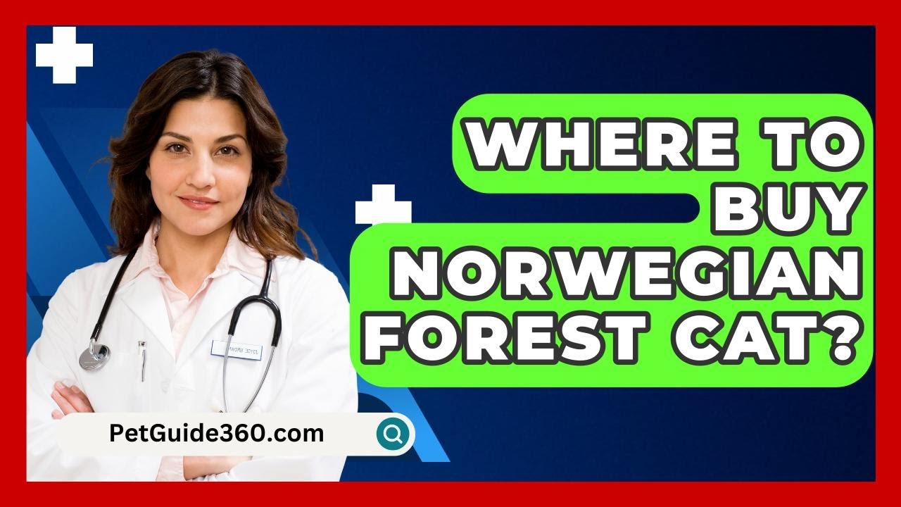 Where To Buy Norwegian Forest Cat? - PetGuide360.com