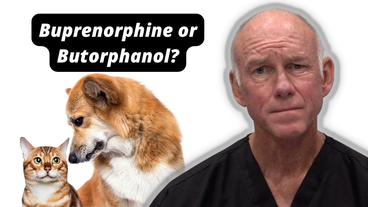 Buprenorphine or Butorphanol?