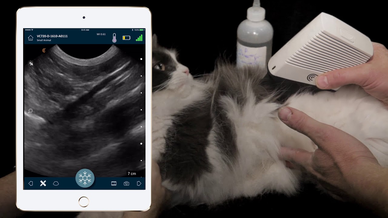 How to Perform FAST Ultrasound of Cat Abdomen Dr Soren Boysen Demonstrates Using Clarius Ultrasound