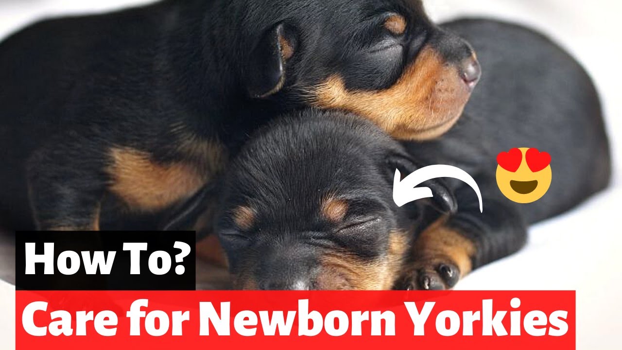Newborn Yorkie Puppies | How to Care for Newborn Yorkies?