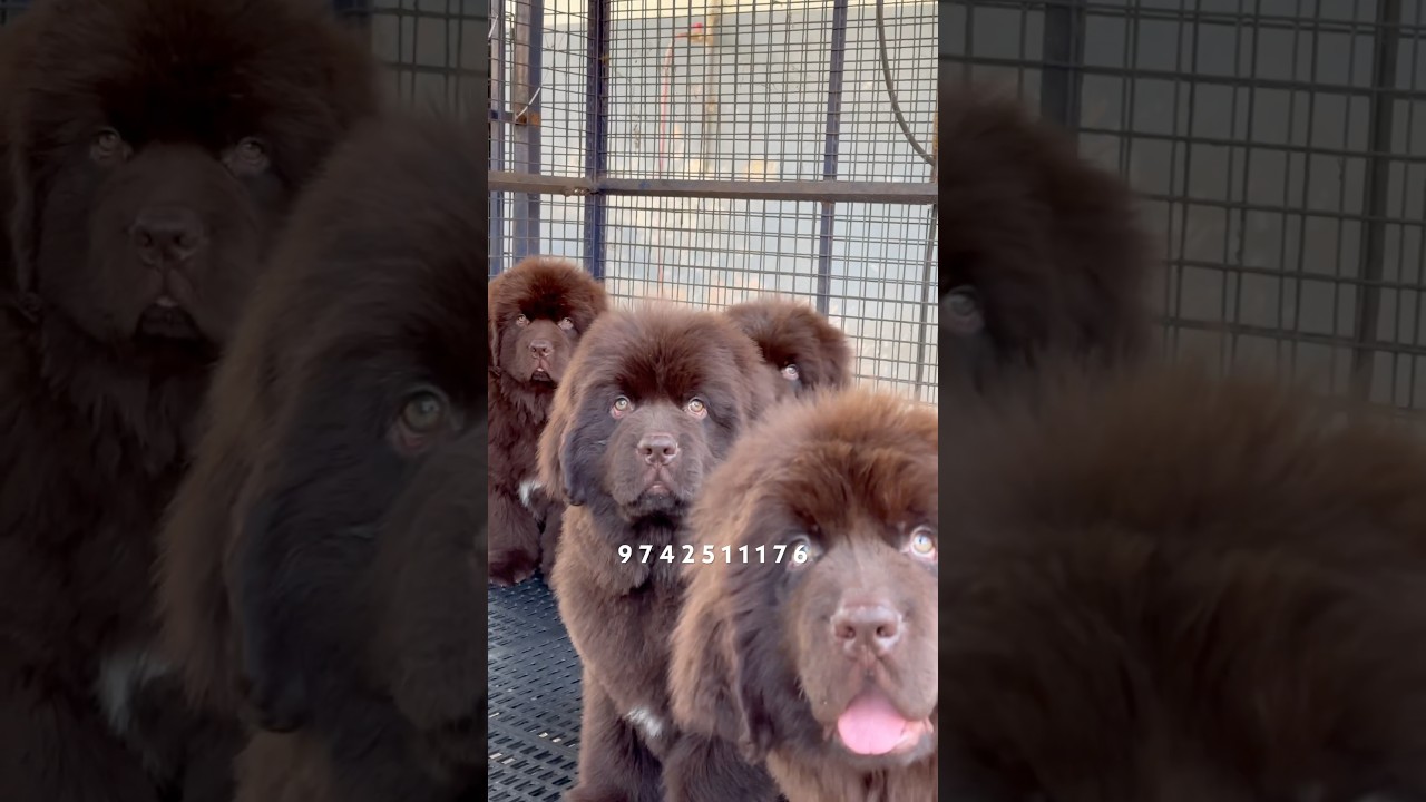 Newfoundland Puppies For Sale In India At Best Prices | Newfoundland Puppies For Sale In Bangalore