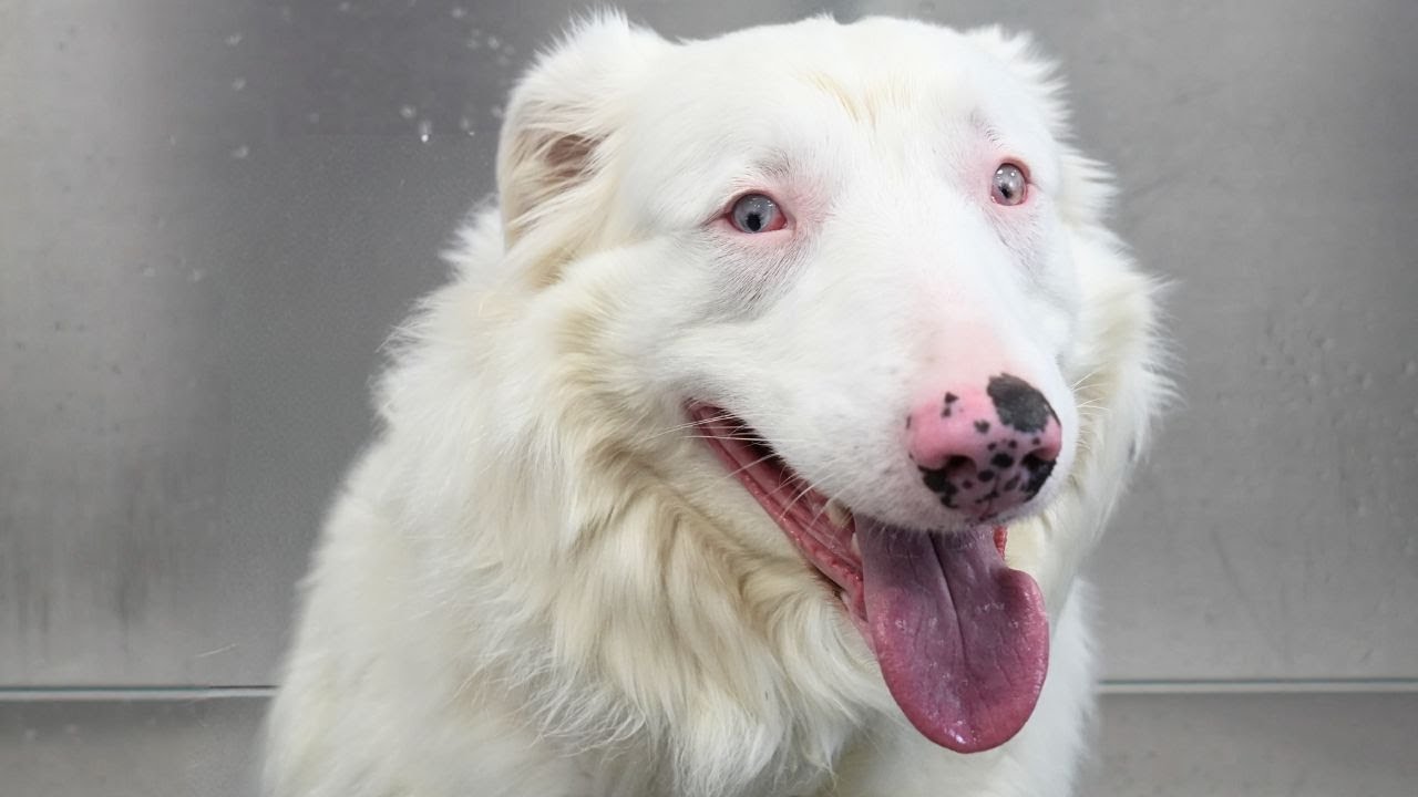 Dog breeder does the UNTHINKABLE! 😤 | Incredibly smart Australian Shepherd