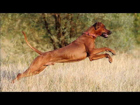 King the Rhodesian Ridgeback and Zeeks the Pit Bull mix have fun at the Dog Park