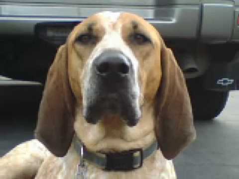 Coonhound , English Redtick- Gunnar