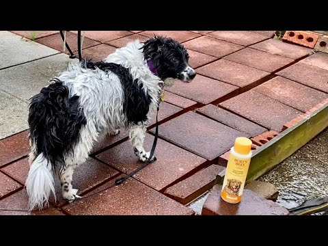Burt's Bees Oatmeal Dog Shampoo REVIEW