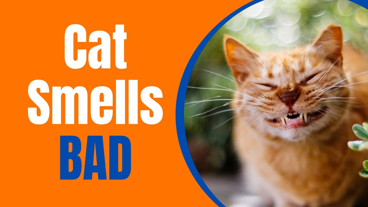 Why My Cat Smells Like Death (Reasons And What To Do)