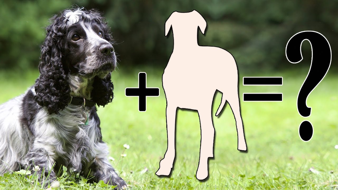 7 Popular Spaniel Mixes Dog Breeds | Cocker spaniel mix Breed Dog