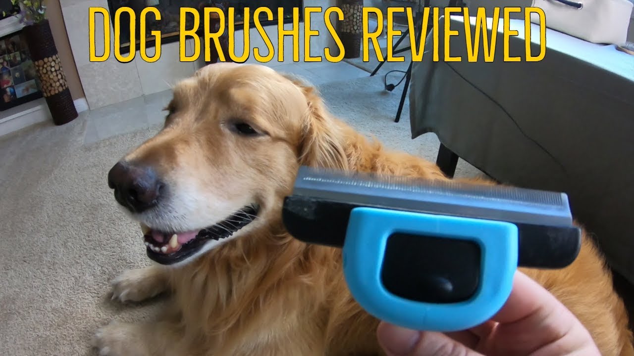 Best Brushes For Golden Retrievers | Oshies World