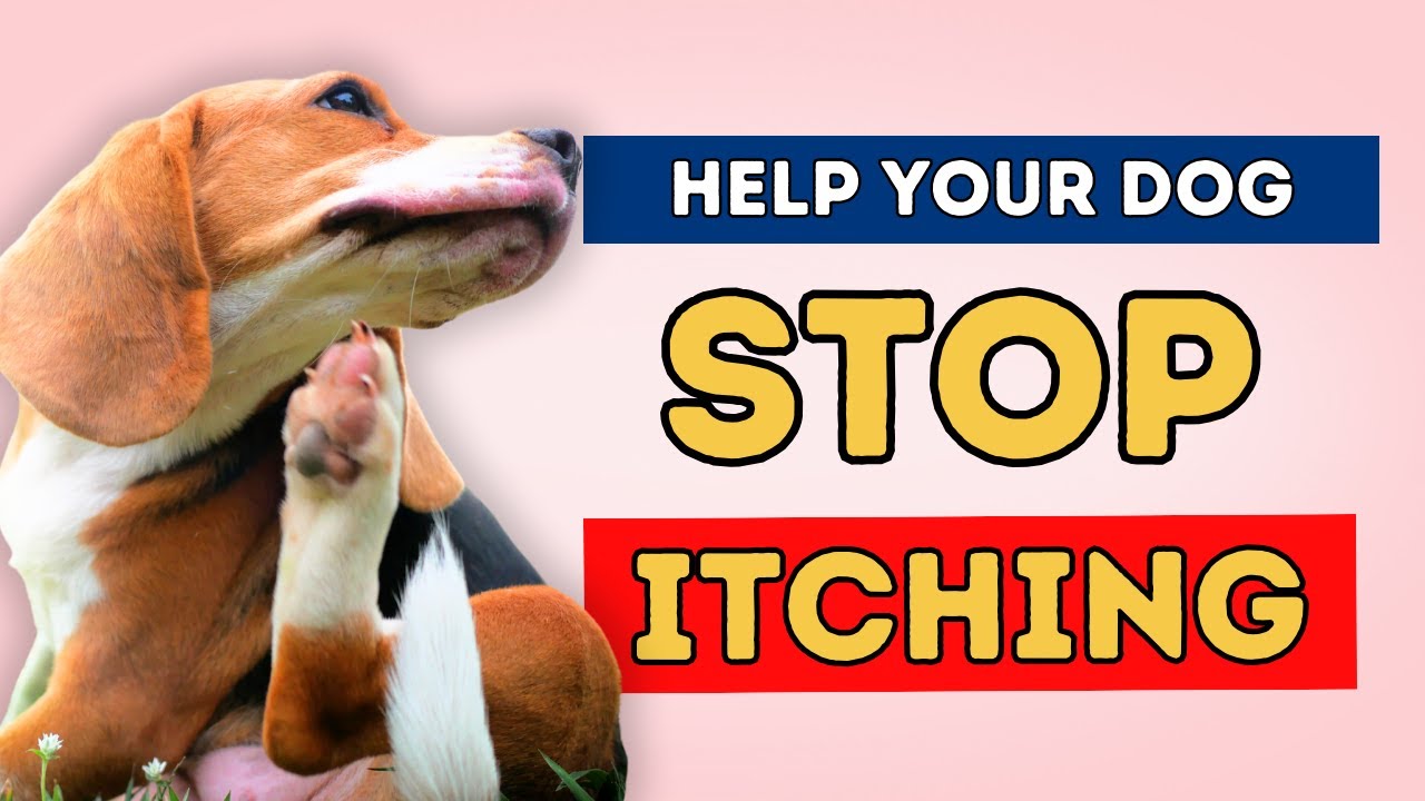 5 Fast-Acting Anti-Itch Remedies For Dogs