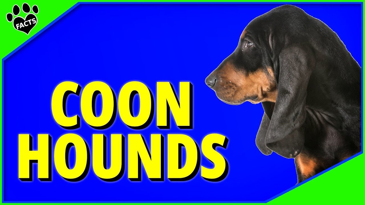 Top 7 Best Coonhound Breeds - Dogs 101
