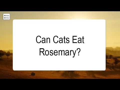 Can Cats Eat Rosemary