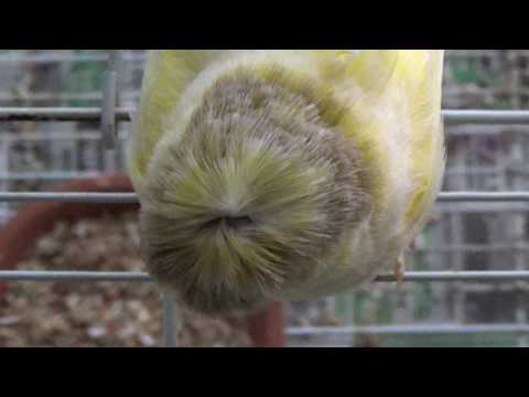 Bowl Cut Bird (Birb)