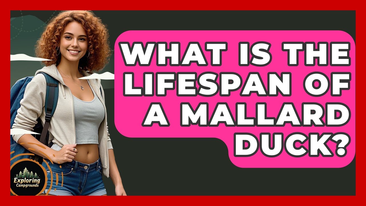 What Is The Lifespan Of A Mallard Duck? - Exploring Campgrounds