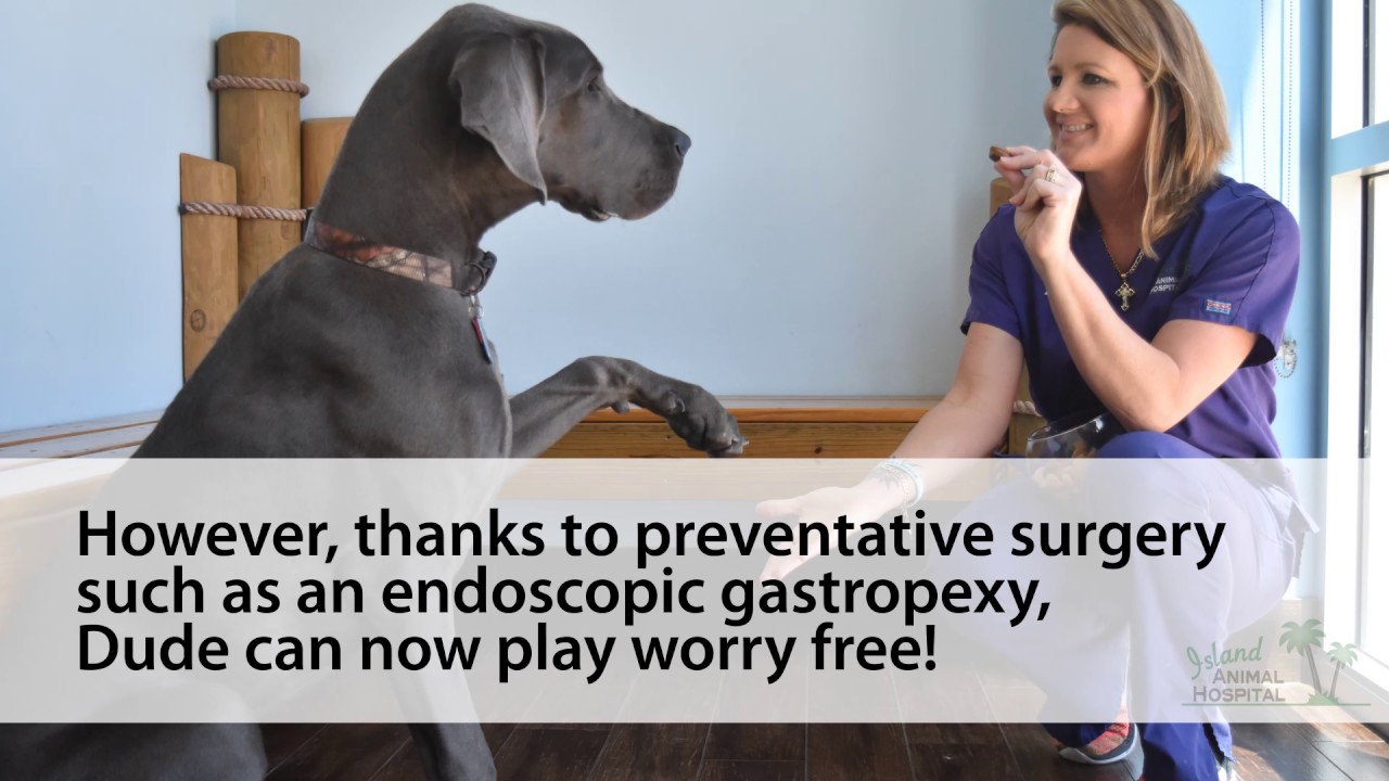 Endoscopic Gastropexy: Meet Featured Pet, Dude!
