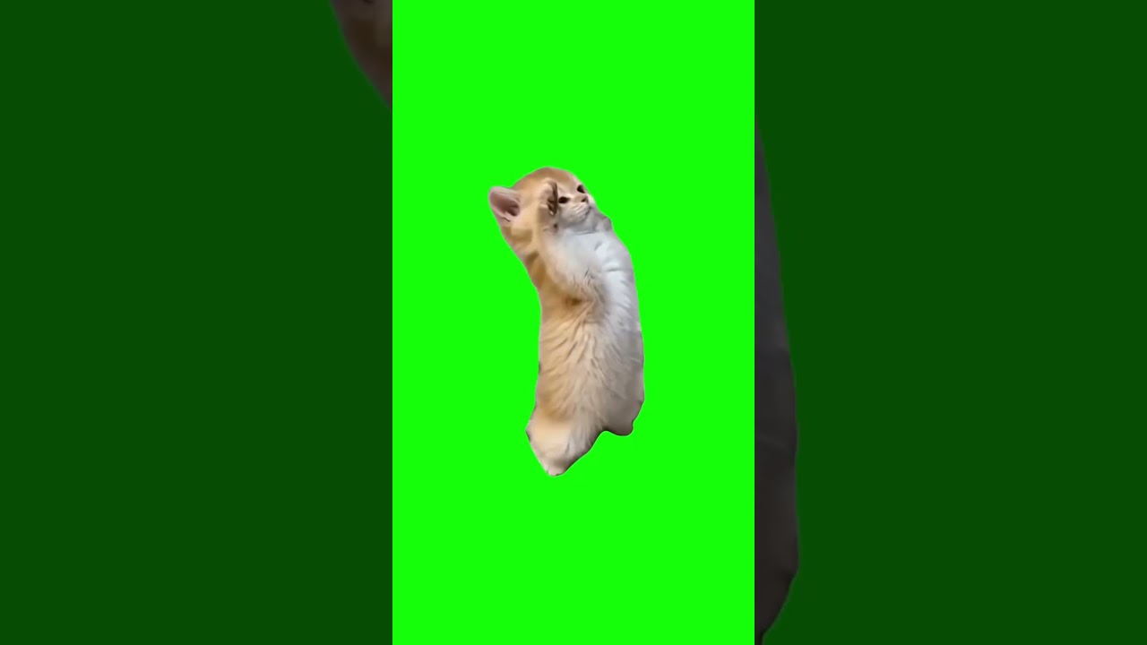Kitten Salute | Green Screen #catmeme #catlover #cats #salute #usa #patriotic #meme #fyp