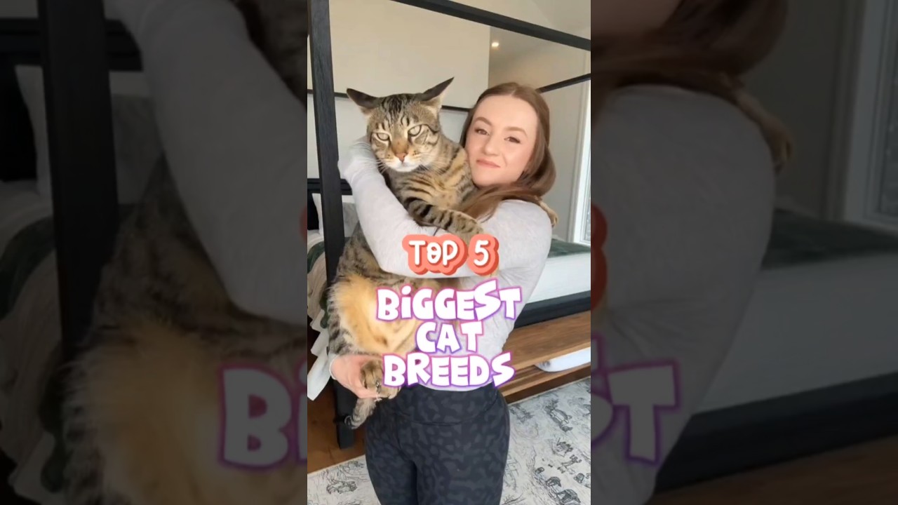 Top 5 Biggest Cat Breeds (Number 1 Looks Like a Wild Animal!) #BigCats #CatLovers #WildLookingCats