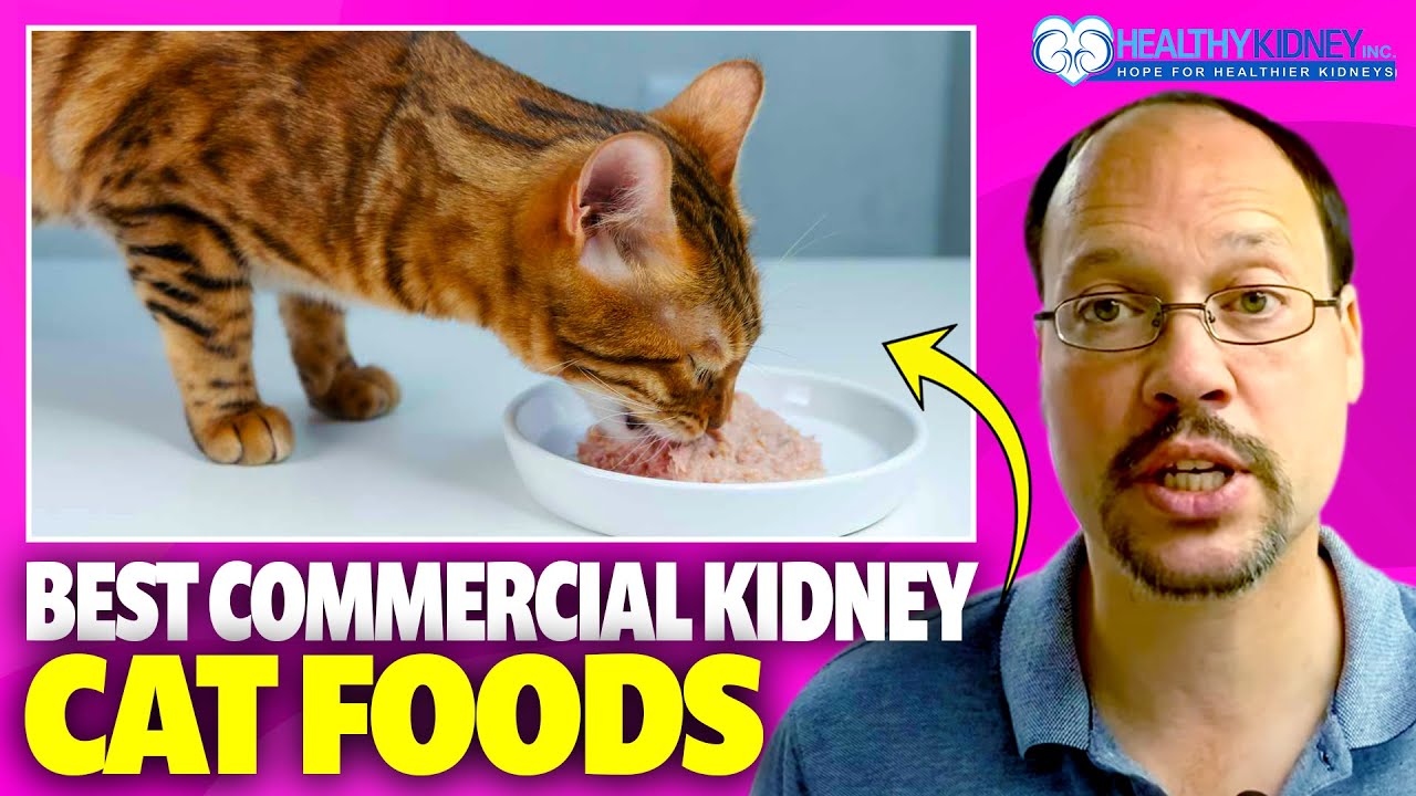 List of Best Cat Food for Kidney Disease | Commercial Cat Food For Kidney Disease You Can Purchase