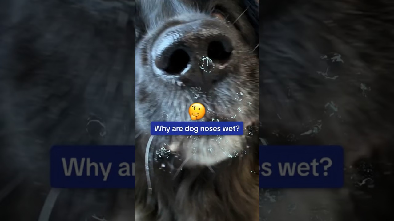 Why are dog noses wet? Everything you need to know! 🤔🐶  #shorts