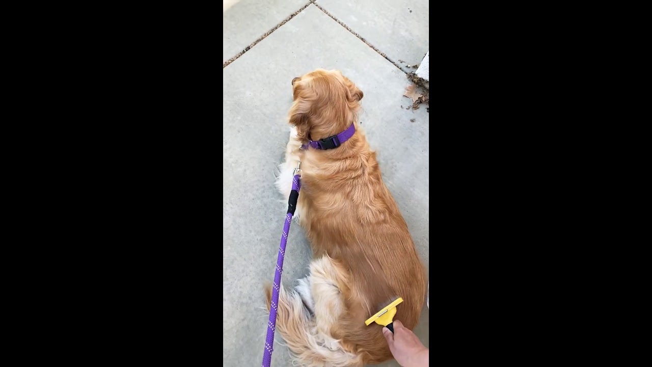 FURminator with Golden Retriever