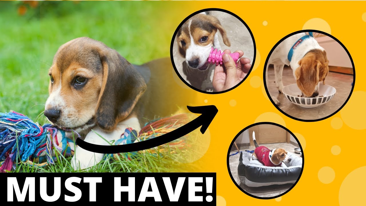 9 MUST Have Accessories for a  Beagle Puppy