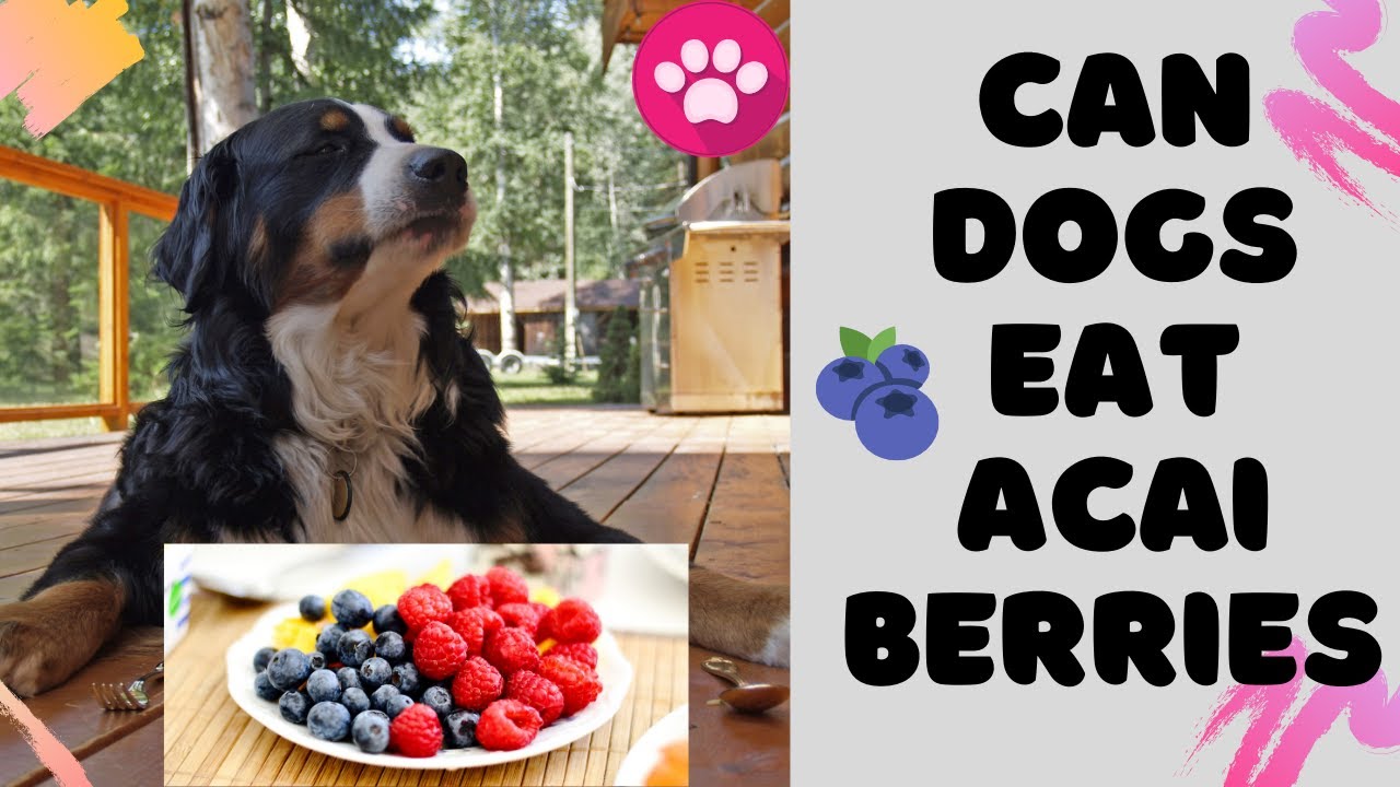 Can dogs eat Acai berries | Are Acai berries poisonous for dogs | Are Acai berries good to feed dogs