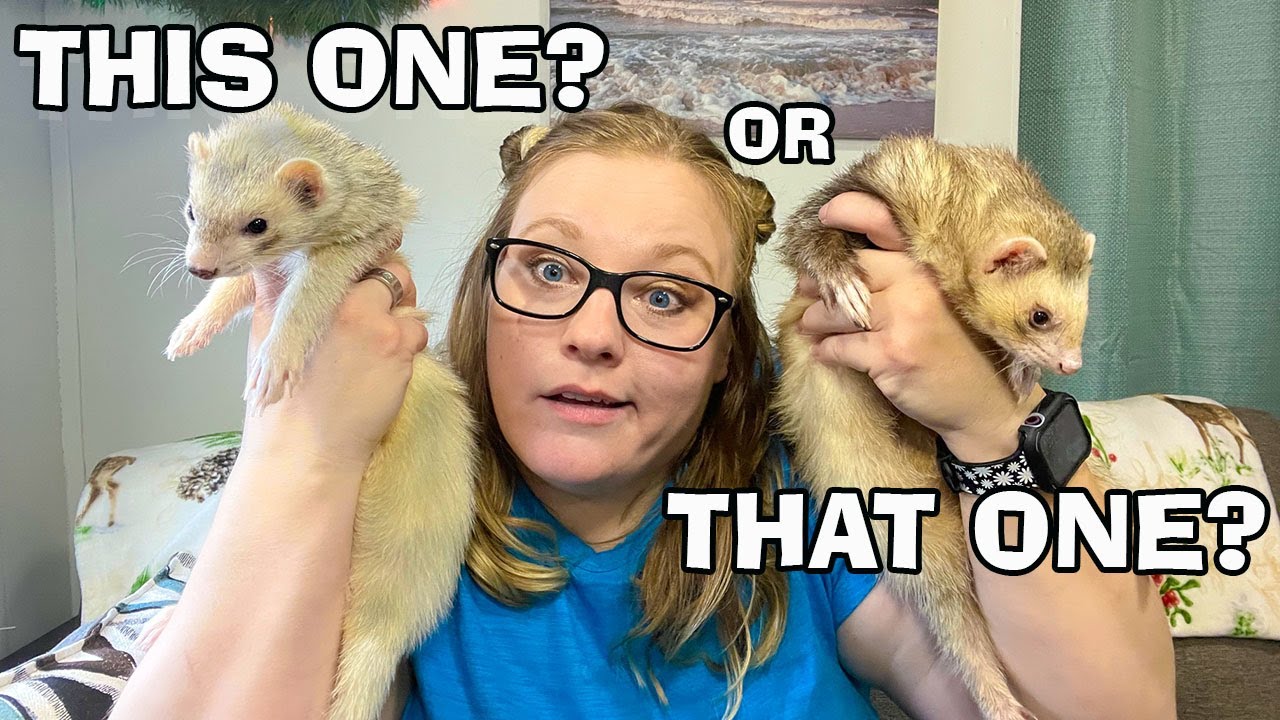 What is the Best Colored Ferret to Buy ???