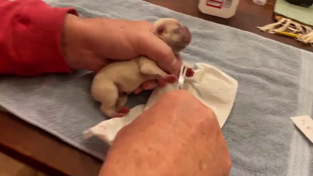 Puppy dew removal easy and fast