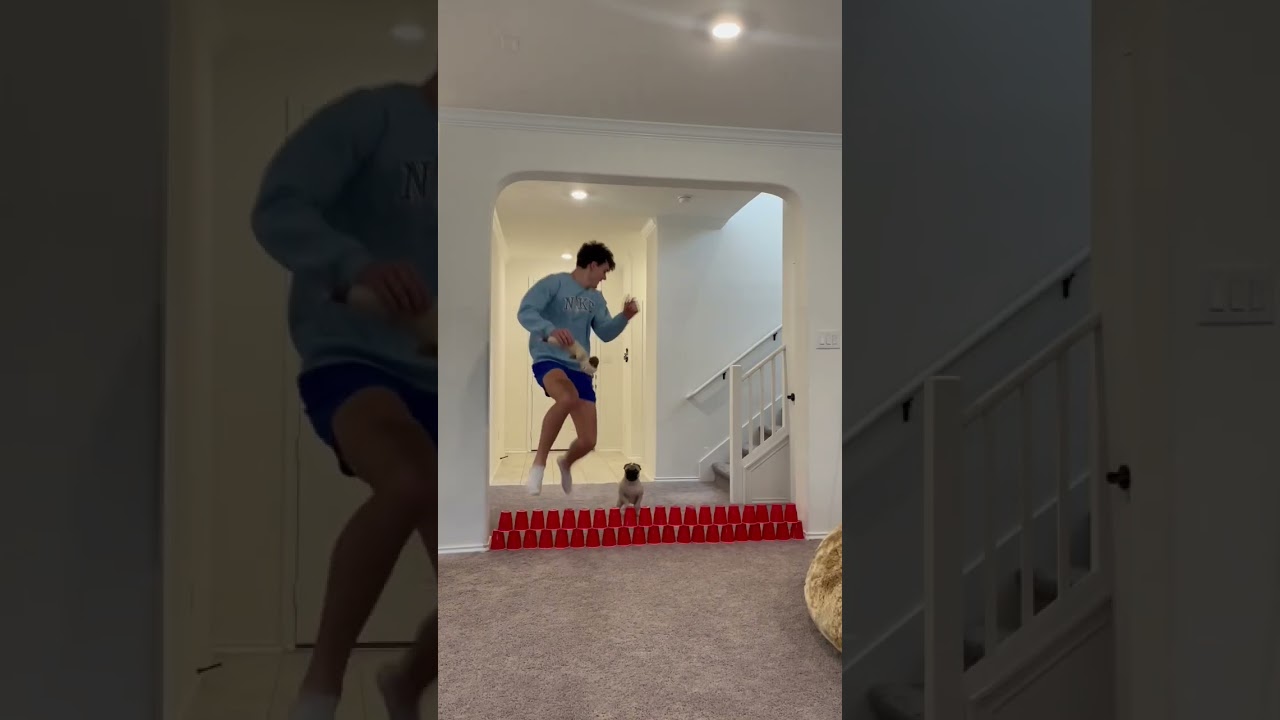 Pugs Can JUMP?!