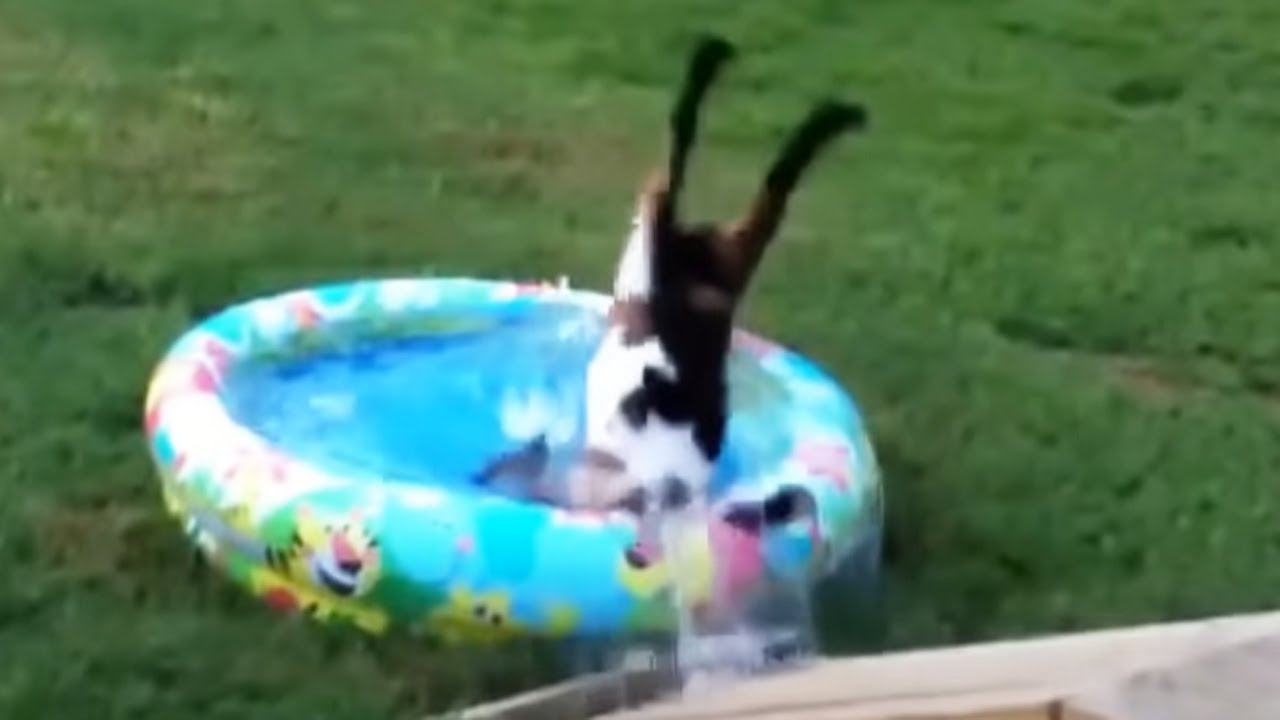 Best of Fainting Goats 2020 - Funny Compilation 😂 [Funny Pets]