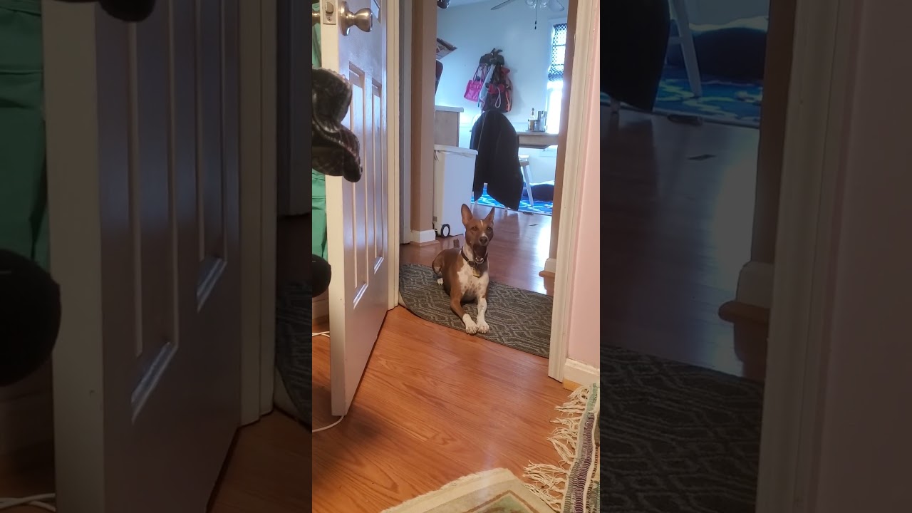 🤣 little Basenji bark! #basenji #dogs #shorts