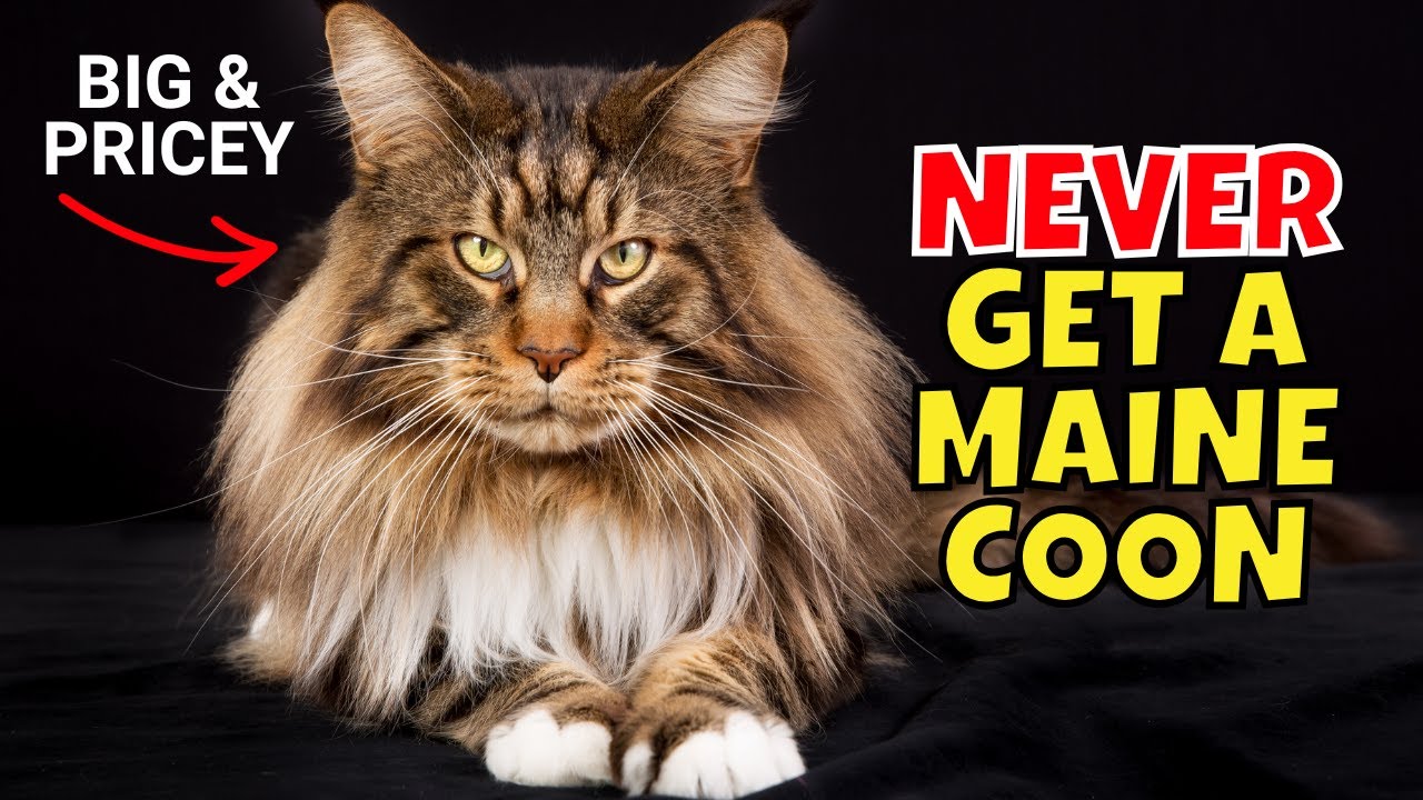 10 Reasons to NEVER Get a Maine Coon Cat