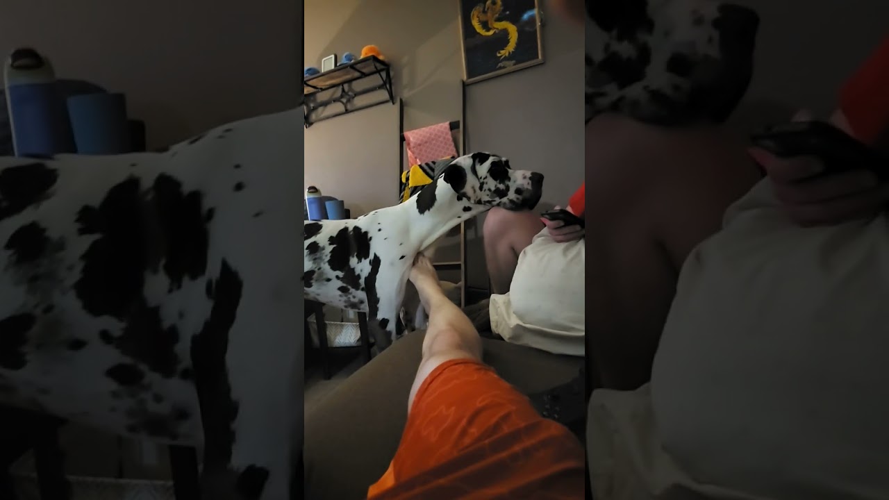 1 week after Nueter and Gastroplexy and Phil is back to normal lol #greatdane #dog #puppy #dogs