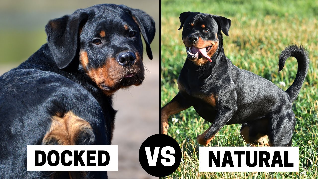 Rottweiler's Tail: Docked or Natural?