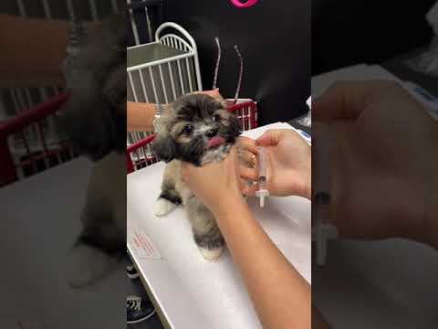 Puppy vaccines!  #havanesepuppy