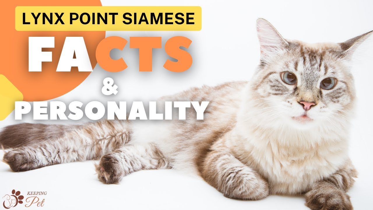 Lynx Point Siamese | Facts & Personality!