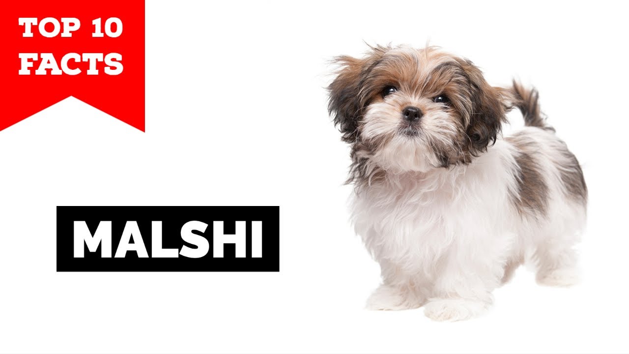 Malshi - Top 10 Facts (Maltese Shih Tzu Mix)
