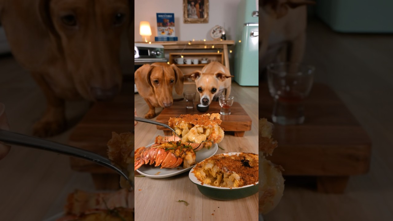 Lobster mac n cheese for the pups