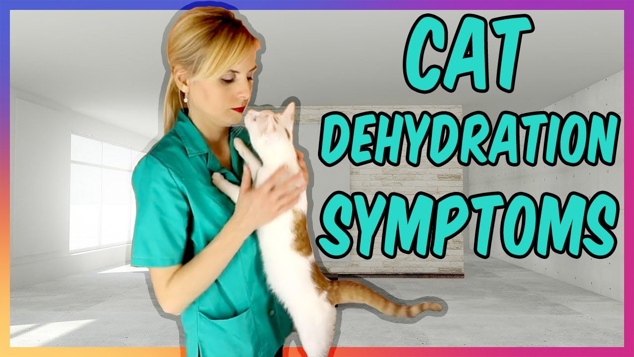Signs Of Dehydration In Cats