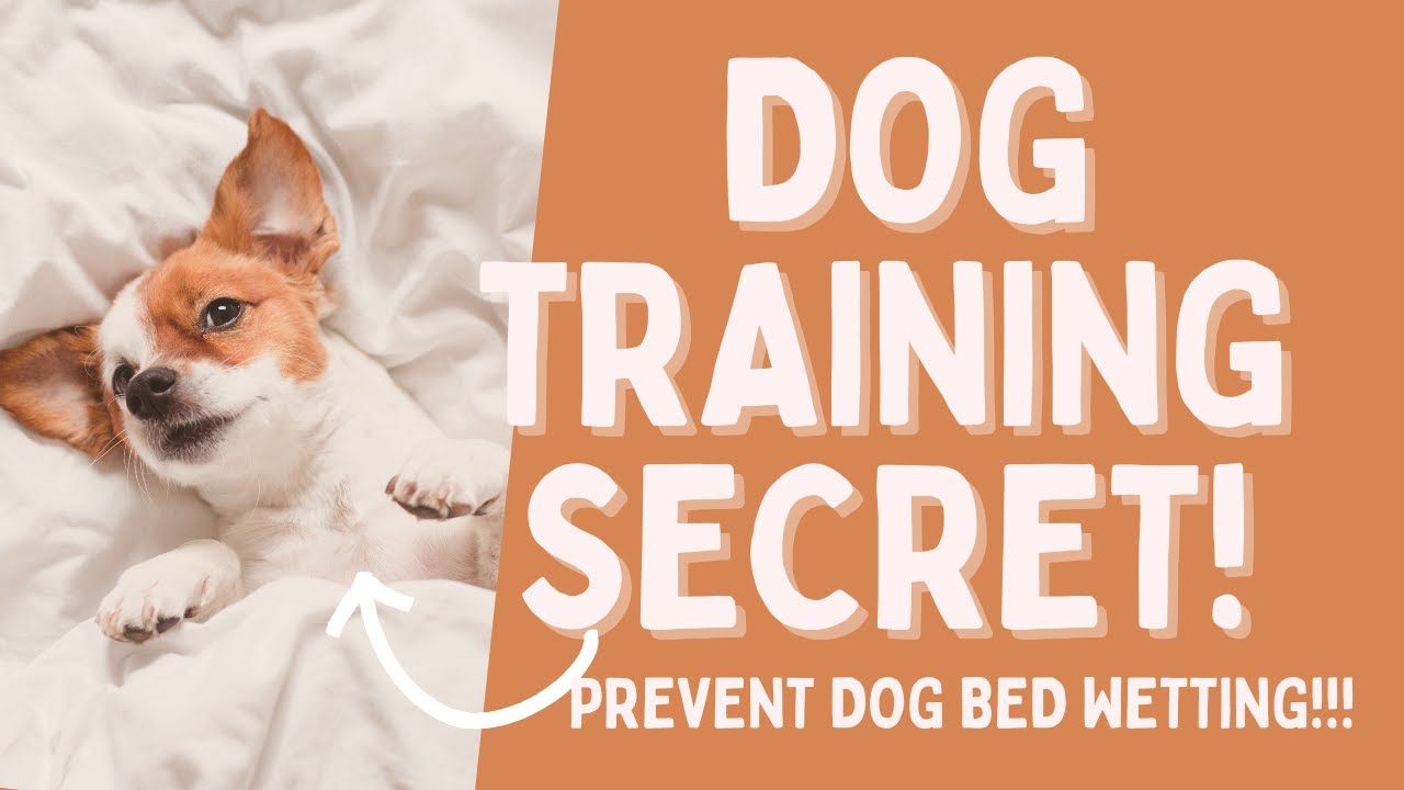 My Dog Pee's On MY Bed! What Can I Do To Fix This?
