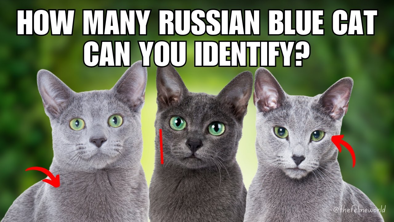4 Different Types Of Russian Blue Cat