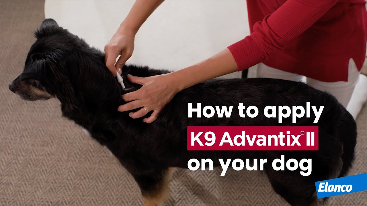 How to Apply K9 Advantix® II to Your Dog