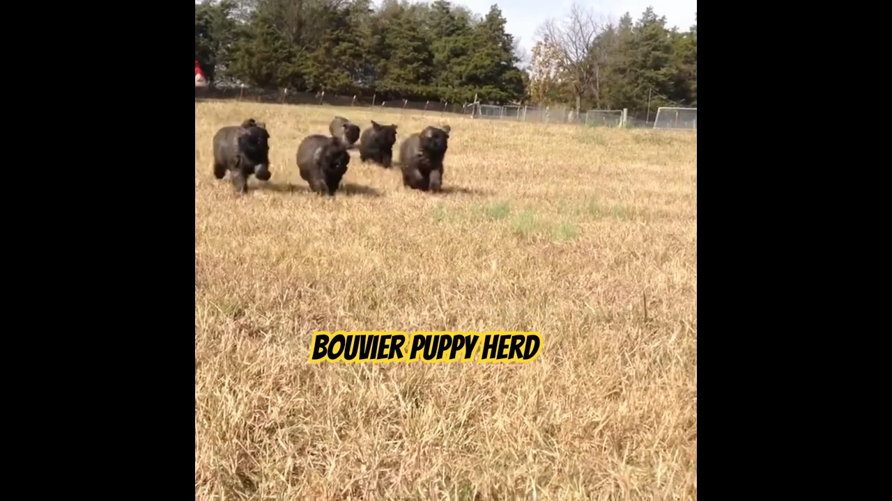 STAMPEDE of baby farm dogs (Bouvier des Flandres)❤️ #bouvierdesflandres #puppy #farmdog #dogshorts